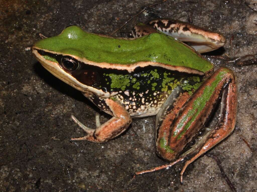 Image of Lemaire's white-lipped frog