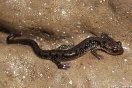 Image of Plethodon dixi Pope & Fowler 1949