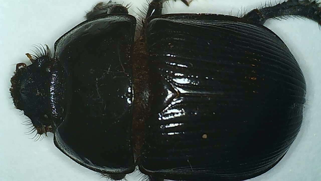 Image of Megatrupes cavicollis (Bates 1887)