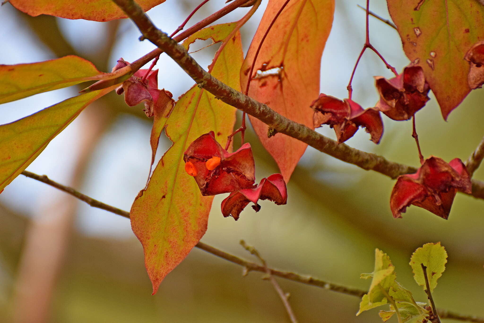 Imagem de Euonymus latifolius (L.) Mill.