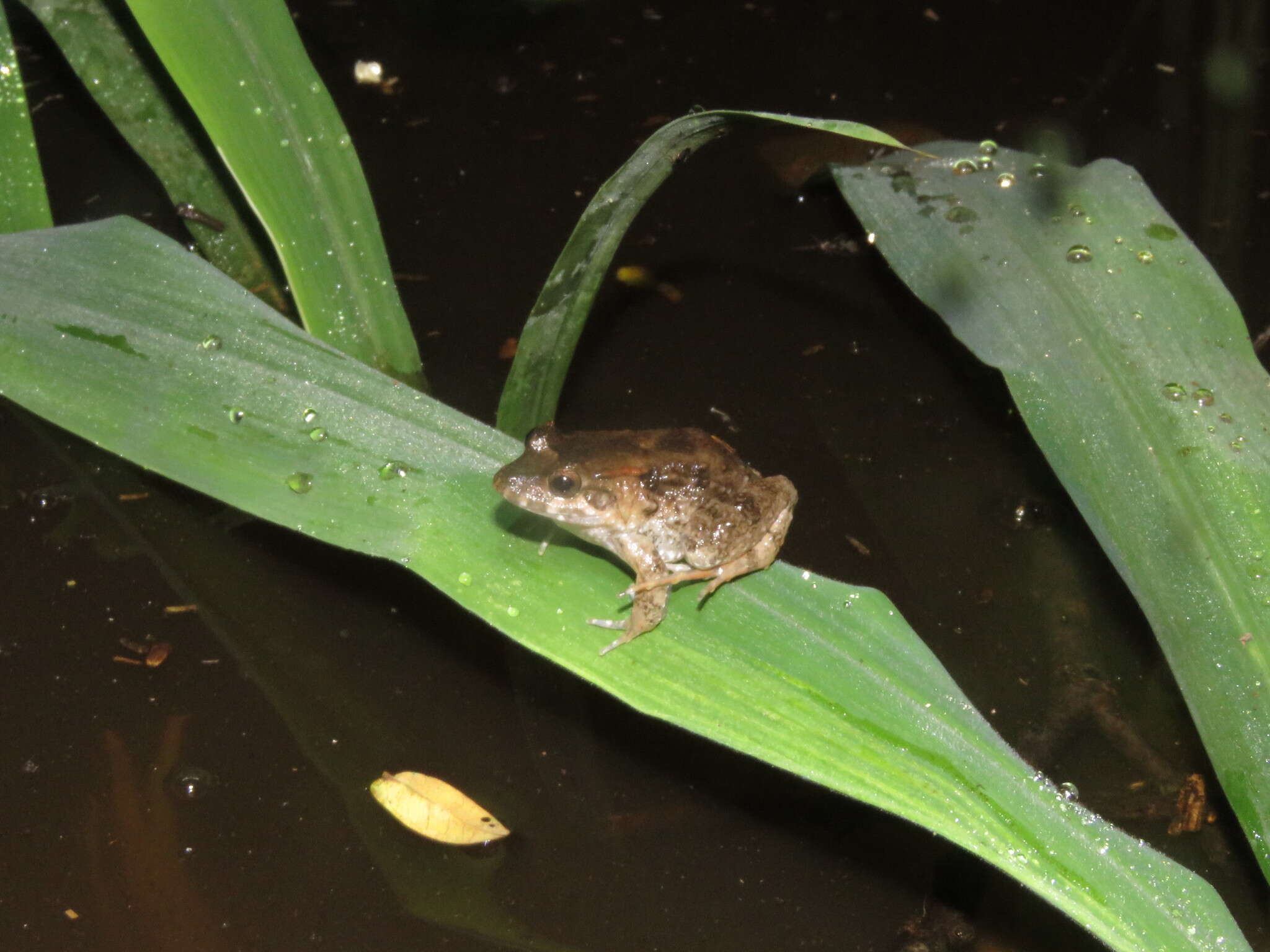 Image de Leptodactylus griseigularis (Henle 1981)