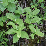 Image of Chloranthus serratus (Thunb.) Roem. & Schult.