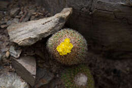 Parodia gibbulosoides F. H. Brandt resmi