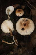 Image of Leucoagaricus dacrytus Vellinga 2010