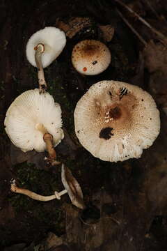 Imagem de Leucoagaricus dacrytus Vellinga 2010