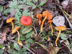 Sivun Hygrocybe calciphila Arnolds 1985 kuva