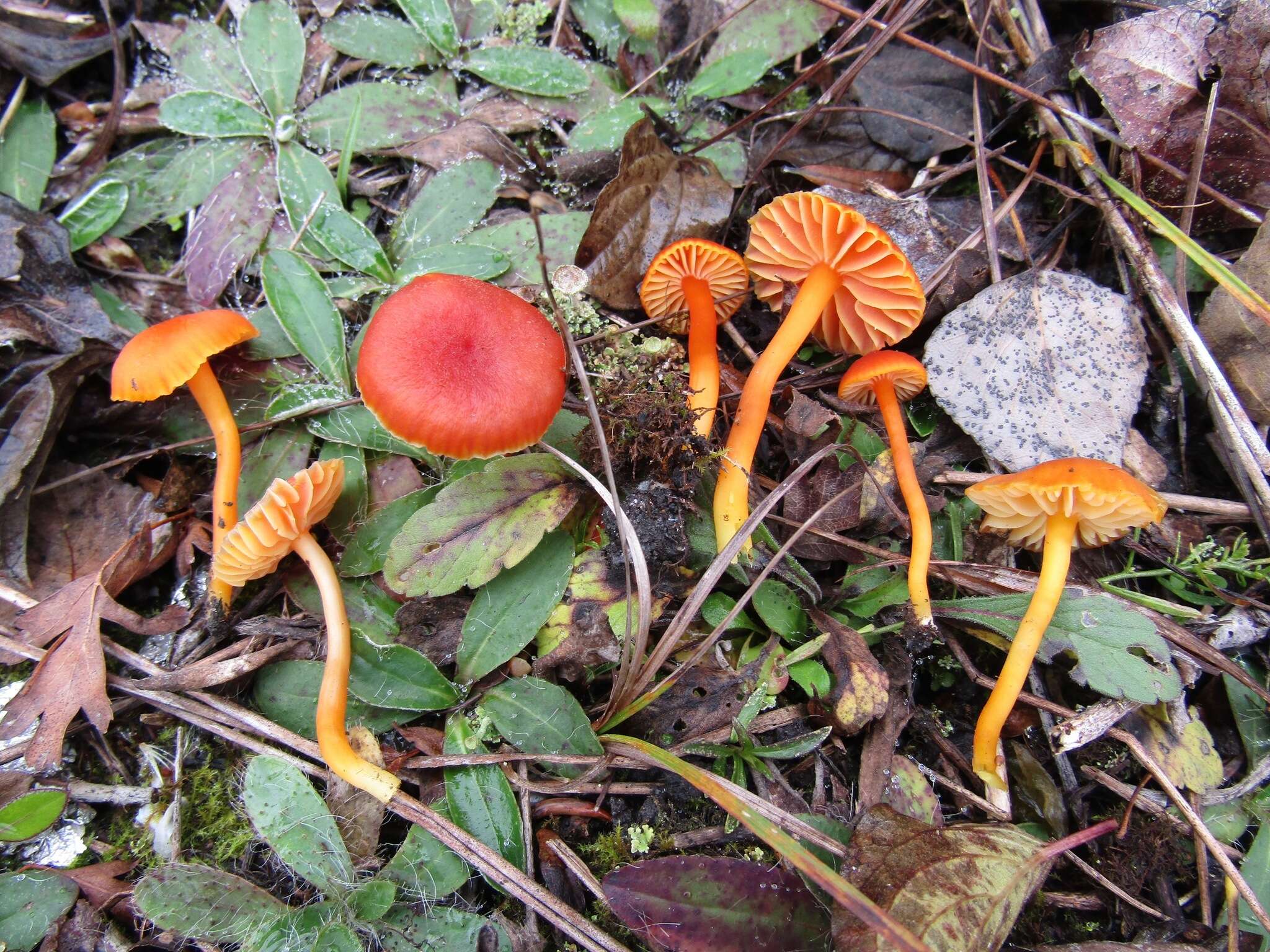 Sivun Hygrocybe calciphila Arnolds 1985 kuva