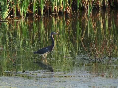 Image of Tricolored Heron