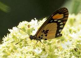 Acraea lumiri Bethune-Baker 1908 resmi