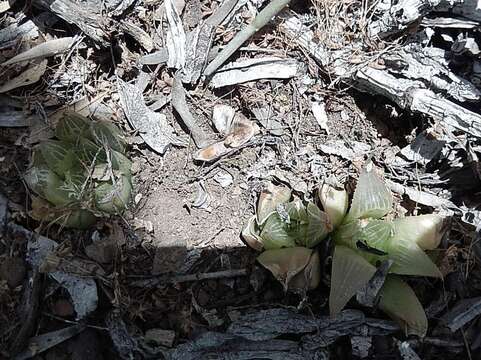 Image of Haworthia retusa (L.) Duval