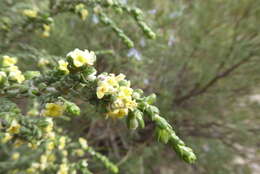 Image of Thymelaea hirsuta (L.) Endl.