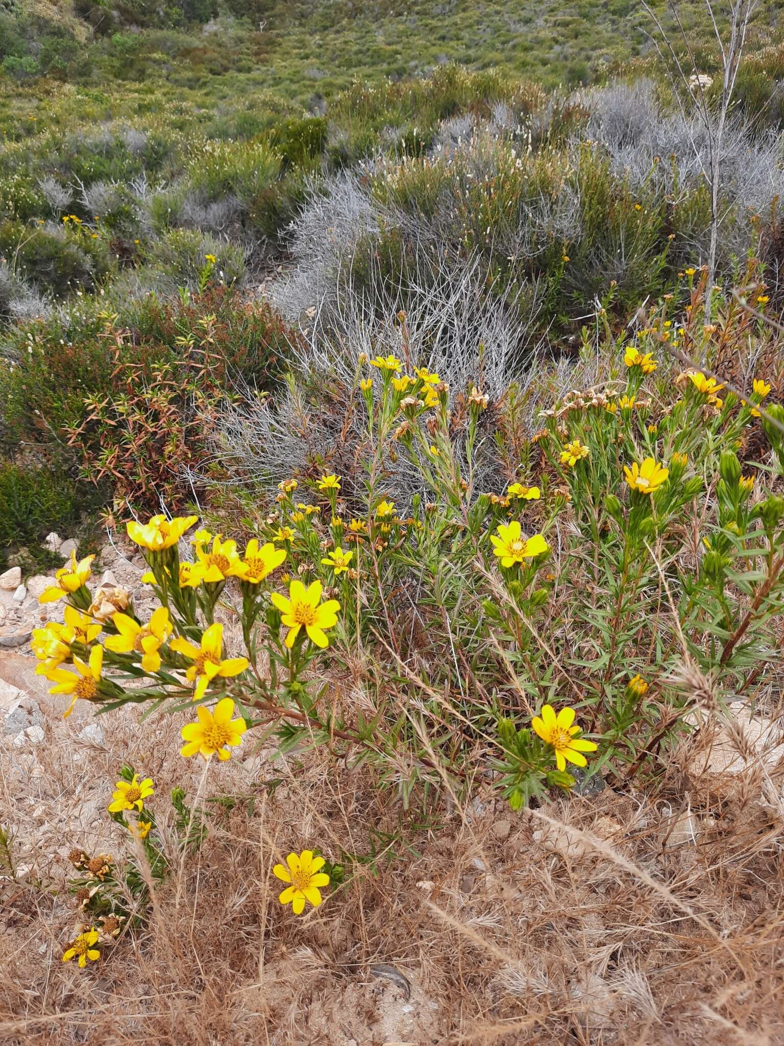 Image of Adenothamnus validus (T. S. Brandeg.) Keck