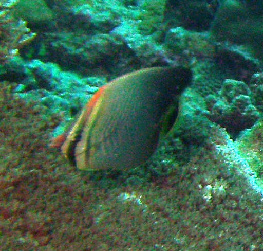 Image of Herringbone Butterflyfish