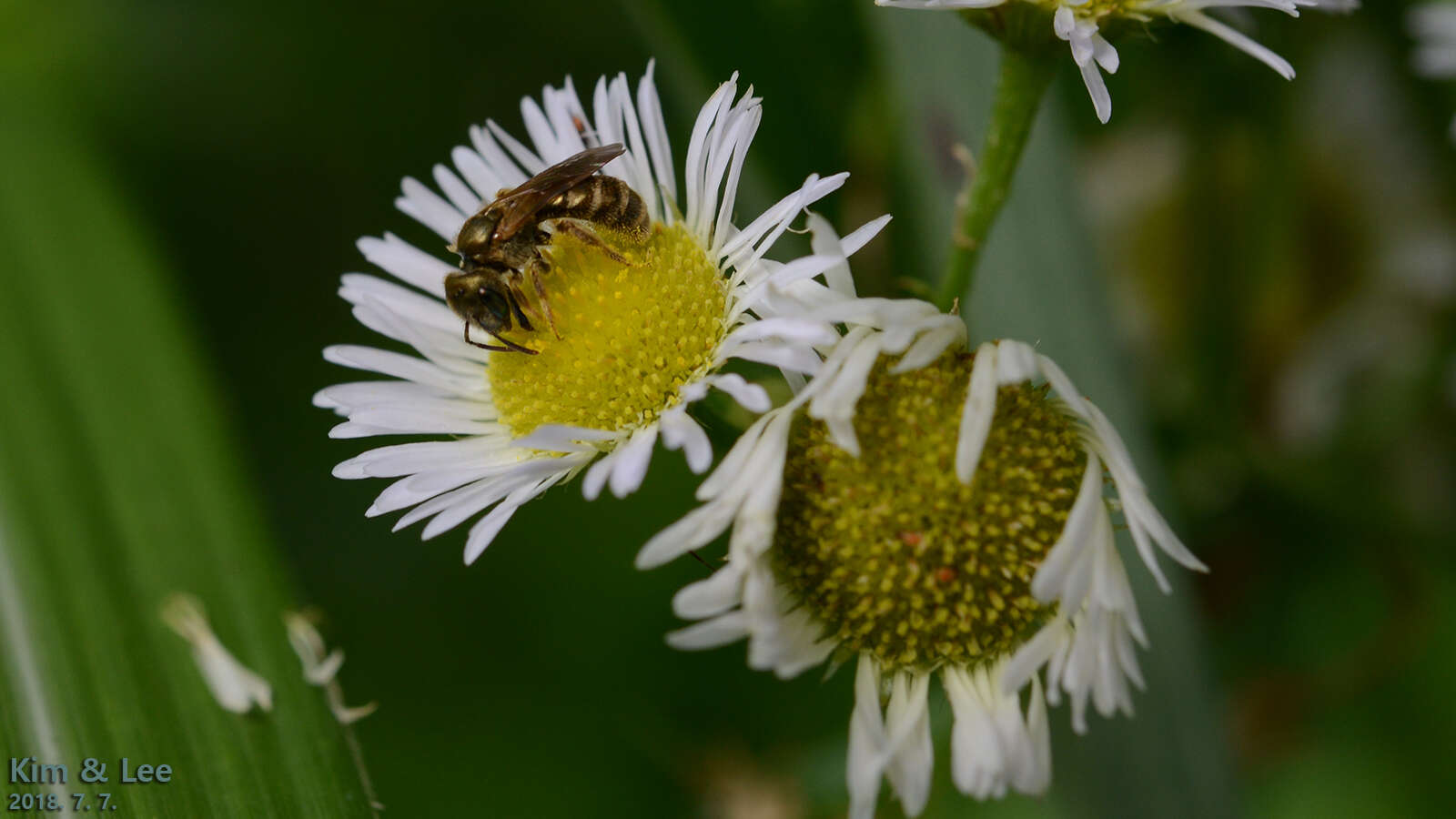 Image of Halictus aerarius Smith 1873