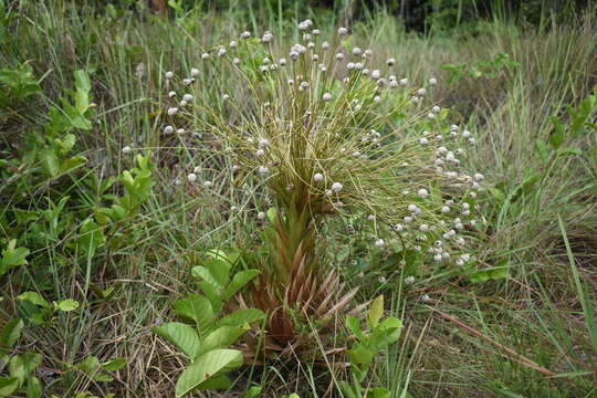 Image of Paepalanthus chiquitensis Herzog