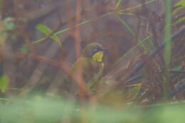 Image of Yellow-throated Apalis