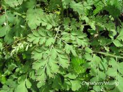 Image of Corydalis ophiocarpa Hook. fil. & Thomson