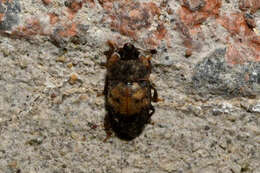 Image of Sap beetle