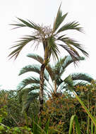 Image of Sierran palm