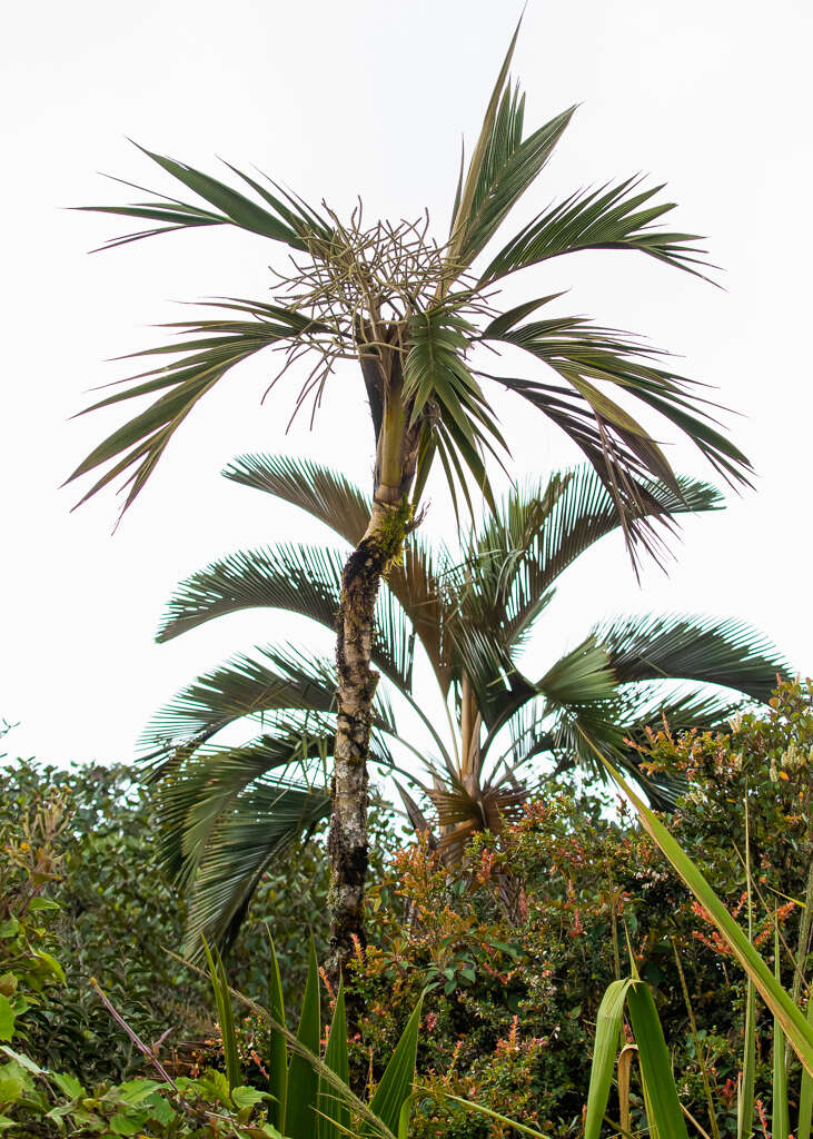 Image of Sierran palm