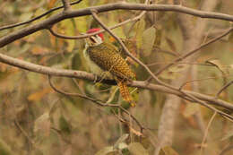 Image of Fine-spotted Woodpecker