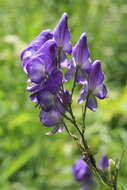 Sivun Aconitum sachalinense F. Schmidt kuva