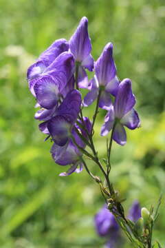 Image of Aconitum sachalinense F. Schmidt