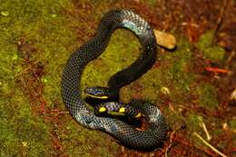 Image of Tweedie's Mountain Reed Snake