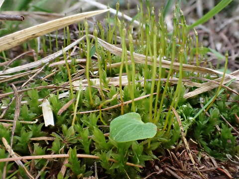 Image of serrate dung moss