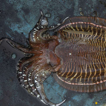 Image of Pharaoh Cuttlefish