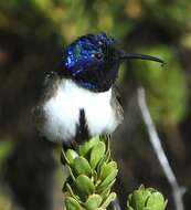 صورة Oreotrochilus chimborazo (Delattre & Bourcier 1846)