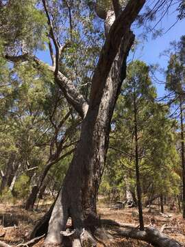 Image of New England blackbutt