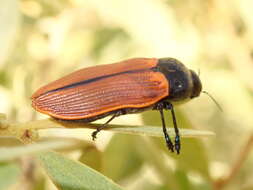 Image of Castiarina rufipennis (Kirby 1818)