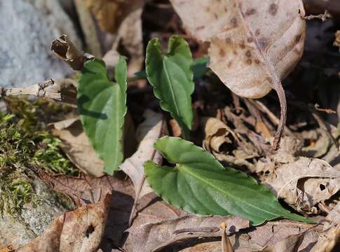 Image of Viola bissetii Maxim.