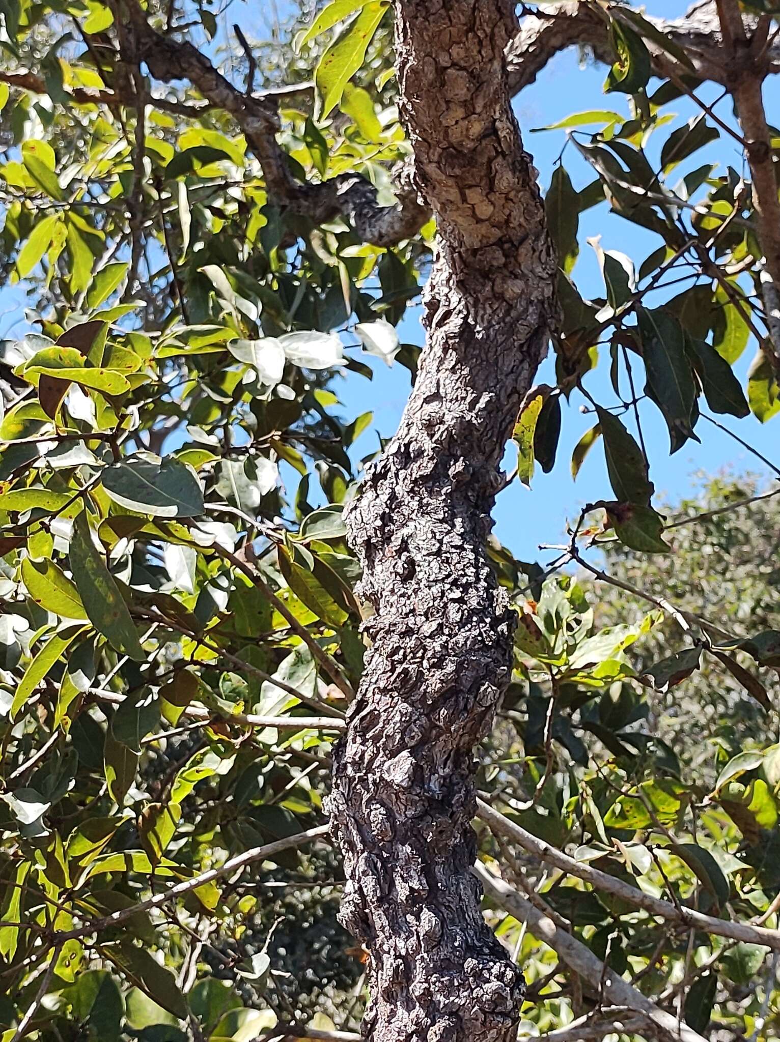 Image of Vochysia elliptica Mart.