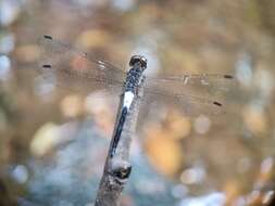 Image of Orchithemis pruinans (Selys 1878)