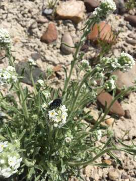 Plancia ëd Oreocarya humilis (A. Gray) Greene