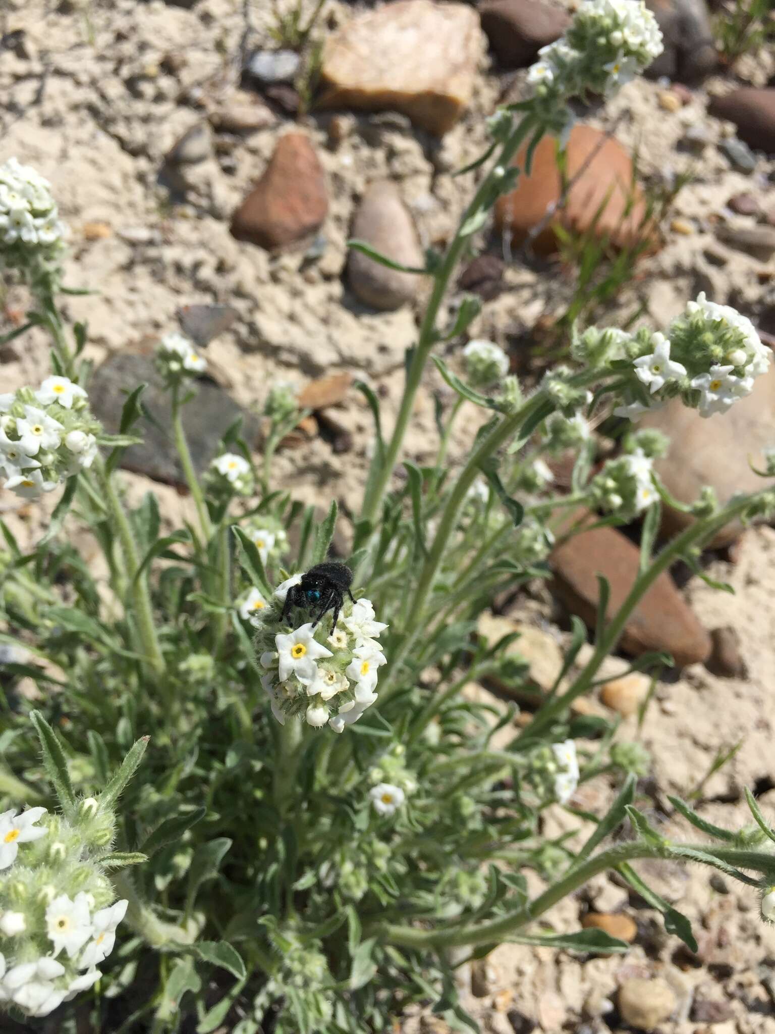 Image of roundspike cryptantha