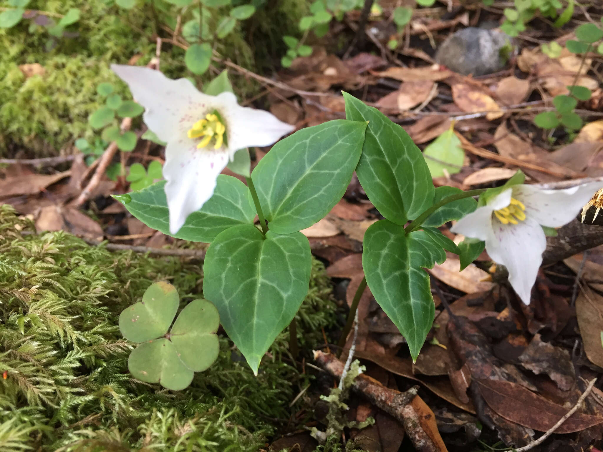 Image of Pseudotrillium