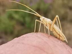 Image of Miridius longiceps Wagner 1955