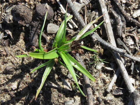 Слика од Juncus scabriusculus Kunth