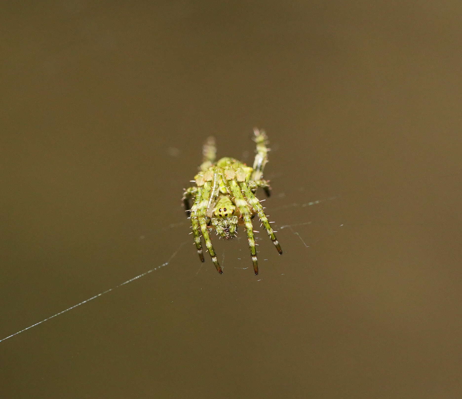 Image of Novaranea courti Framenau 2011