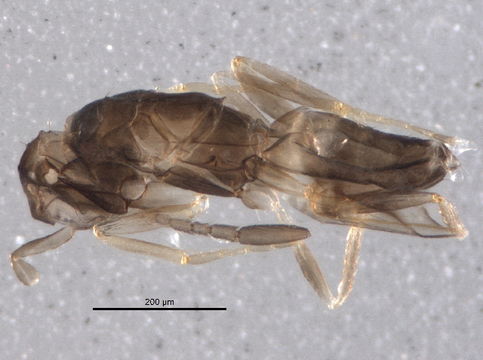 Image of Erythmelus