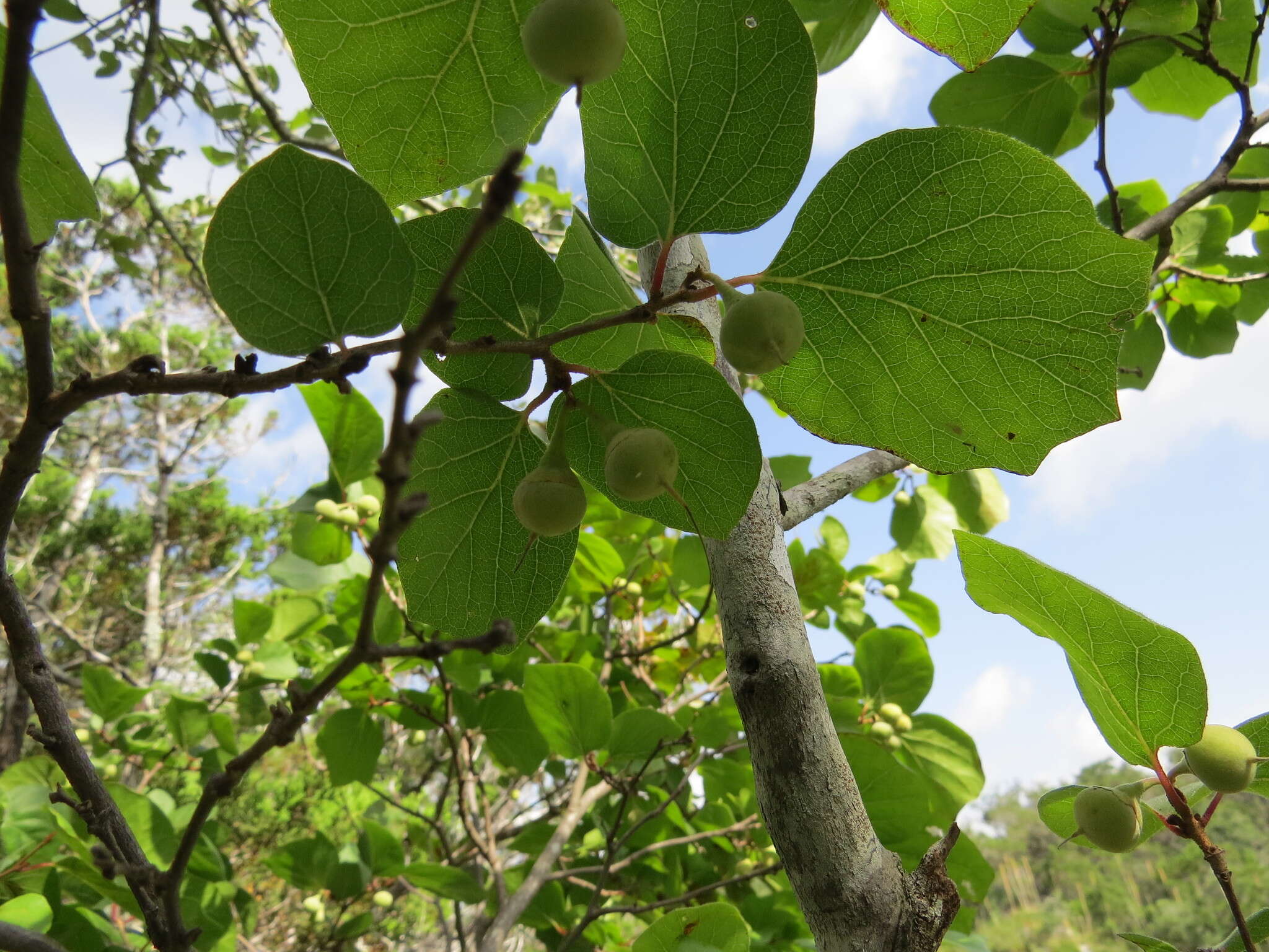 Image of sycamoreleaf snowbell