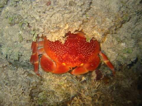 Слика од Carpilius corallinus (Herbst 1783)