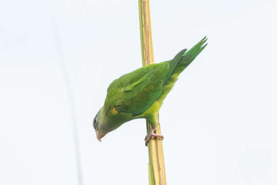 Image of Gray-cheeked Parakeet