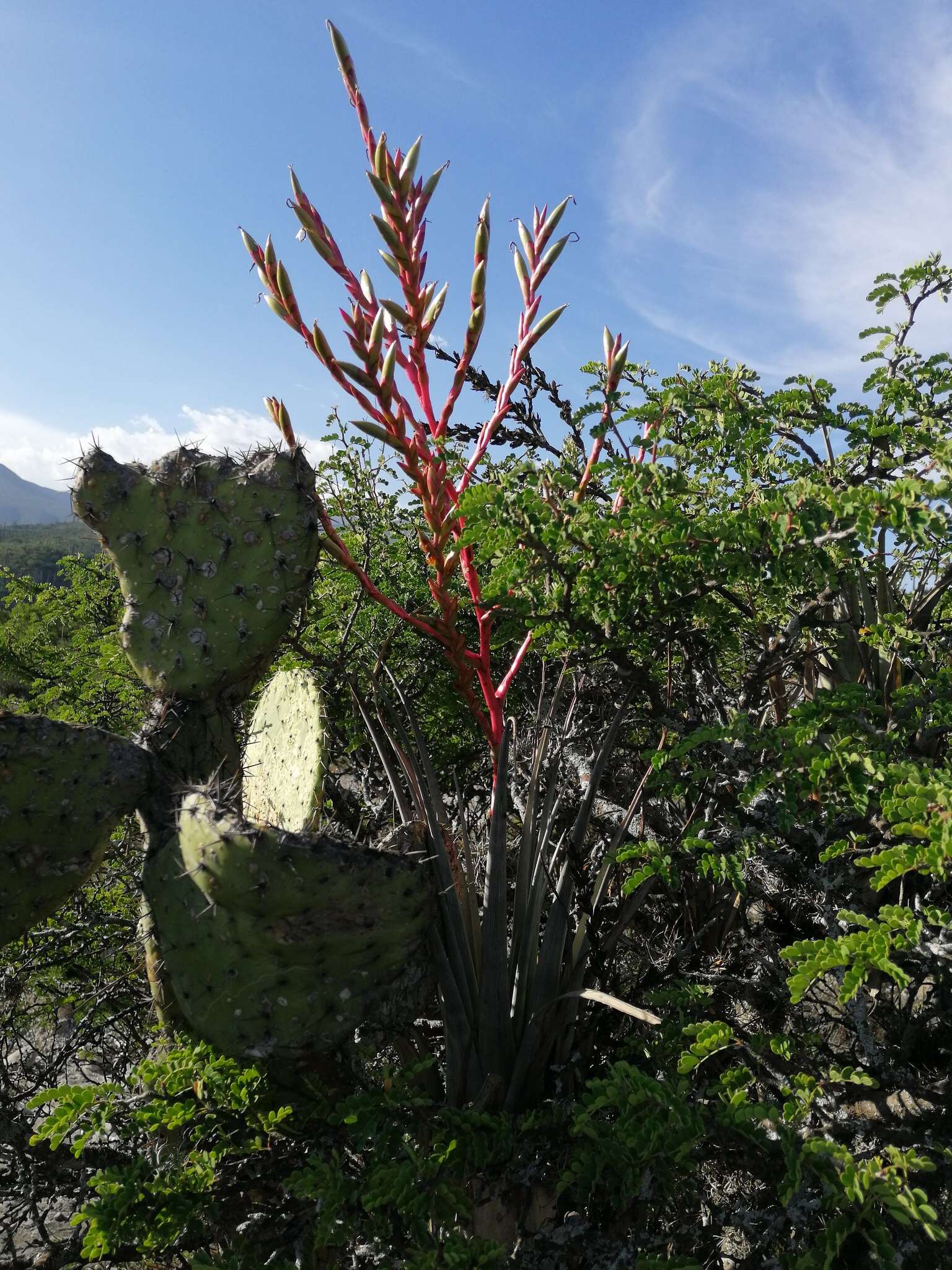 Tillandsia tehuacana I. Ramírez & Carnevali的圖片