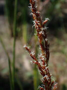 Imagem de Machaerina articulata (R. Br.) T. Koyama