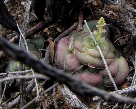 Image of Crassula hemisphaerica Thunb.