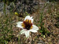 Image of salpiglossis